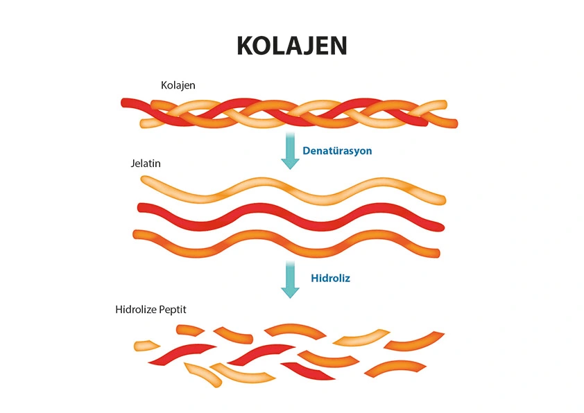 Hidrolize Kolajen (Peptit Kolajen) Nedir? Hidrolize Kolajen (Peptit Kolajen) Nedir?