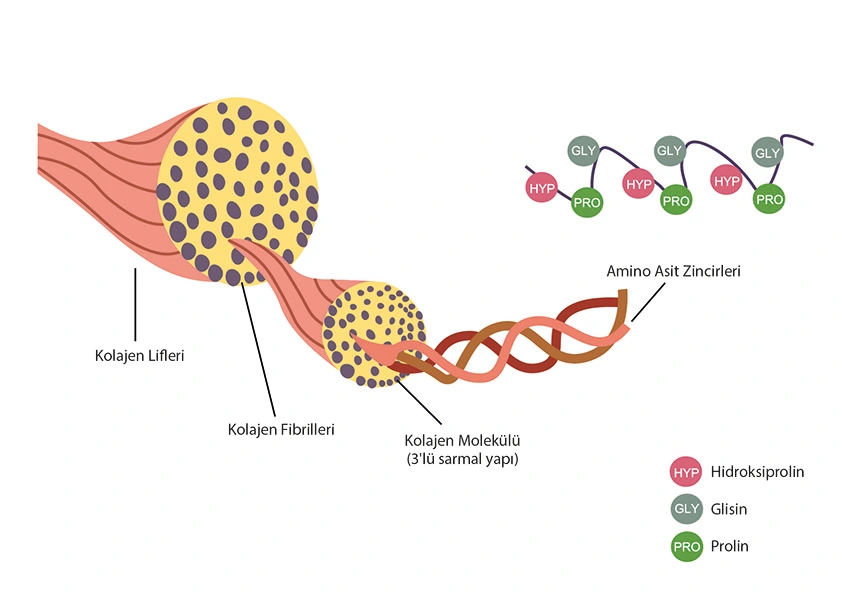 Kolajen Nedir? Kolajen Nedir?
