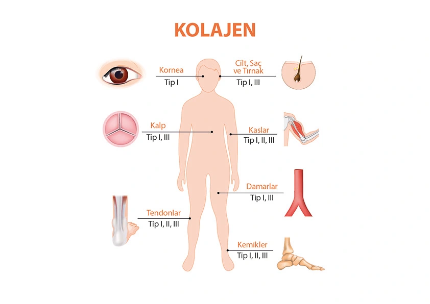 Kolajen Tipleri Nelerdir? Kolajen Tipleri Nelerdir?